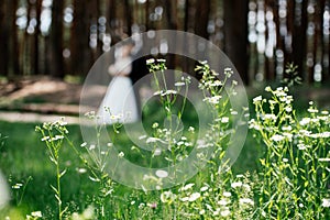 Beautiful white wildflowers in the forest with the bride and groom on the background in blur