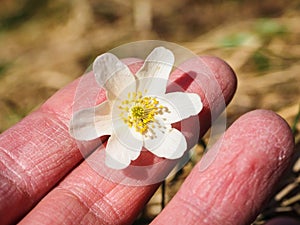 Beautiful white windflower between caucasian human fingers