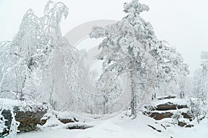 Beautiful white winter forest landscape with trees covered with snow, fairy tale