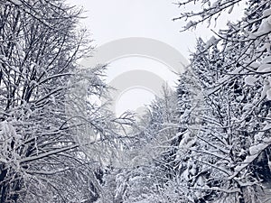 Beautiful white winter landscape, trees covered with snow under the white sky