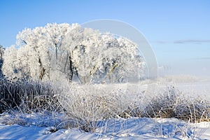 Beautiful white winter scene with frosted hoarfrost covered branches, frozen lake and clear blue sky