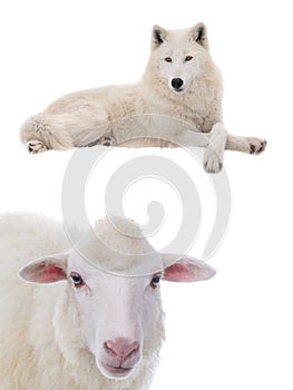 Beautiful white wolf lies and white sheep on the snow isolated on white background