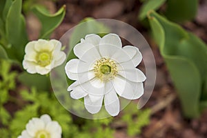 beautiful white and yellow Anemone Blanda flowers surrounded by lush green leaves at Atlanta Botanical Gardens in Gainesville