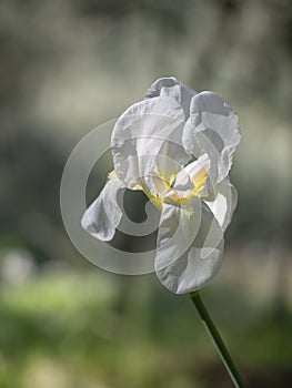 Beautiful white and yellow Bearded Iris Germanica flower in natural setting. Narrow depth of field for defocussed