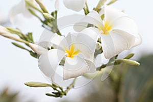 Beautiful White and Yellow Champey or Plumeria Flower on the Tree photo
