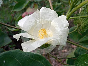 Beautiful White and yellow color Gossypium herbaceum cotton flower.