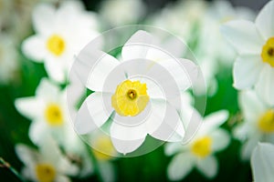 Beautiful White and yellow daffodils. Yellow and white narcissus