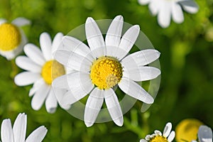 Beautiful white and yellow Daisy, Bellis perennis, probably Anthemis maritima, commonly named sea mayweed or sea chamomile