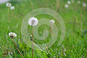 Beautiful white or yellow Dandelion white flower in the grass in nature.