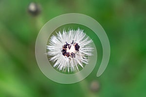 Beautiful white or yellow Dandelion white flower in the grass in nature.