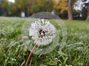 Beautiful white or yellow Dandelion white flower in the grass in nature.