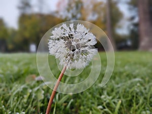 Beautiful white or yellow Dandelion white flower in the grass in nature.