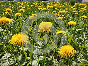 Beautiful white or yellow Dandelion white flower in the grass in nature.