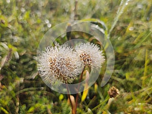 Beautiful white or yellow Dandelion white flower in the grass in nature.