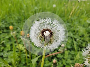 Beautiful white or yellow Dandelion white flower in the grass in nature.