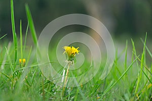 Beautiful white or yellow Dandelion white flower in the grass in nature.