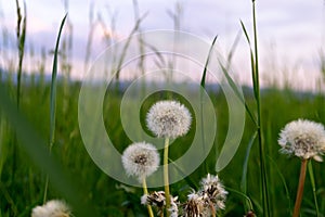 Beautiful white or yellow Dandelion white flower in the grass in nature.