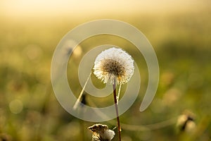 Beautiful white or yellow Dandelion white flower in the grass in nature.