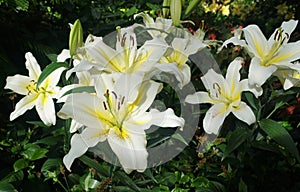 Beautiful white and yellow flower of Oriental Trumpet Lily Luson