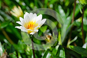 Beautiful white-yellow Gazania rigens flower in a spring season at a botanical garden.