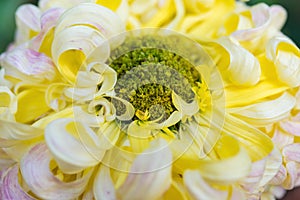 Beautiful white yellow and green chrysanthemum flower