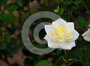 Beautiful white yellow hybrid rose flower at a botanical garden.