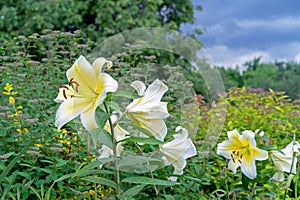 Beautiful white-yellow lilies blossom in the summer garden