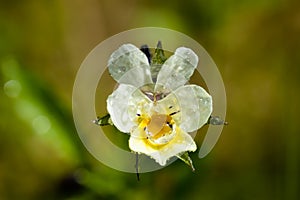 Beautiful white-yellow pansies flower with raindrops in spring garden