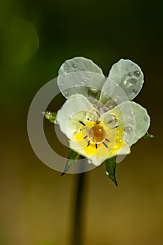 Beautiful white-yellow pansies flower with raindrops in spring garden