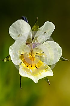 Beautiful white-yellow pansies flower with raindrops in spring garden