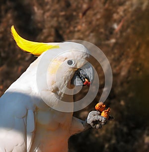 Beautiful White and Yellow Parrot is Enjoying the Food.