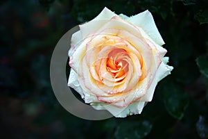 beautiful white and yellow rose after raining