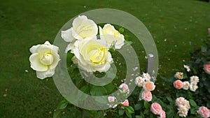 Beautiful white and yellow roses blooming in summer garden. Fresh flowers in blossom growing on lawn