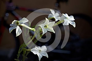 Beautiful white and yellow trumpet flowers of nicotiana alata jasmine tobacco plant
