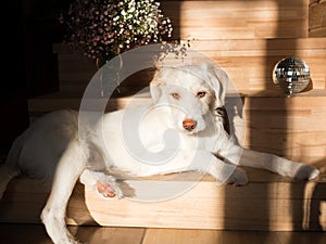 Beautiful white young dog lies on a step on a wooden staircase