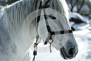 Beautiful whitegray horse in the winter at the farm. New Year`s landscape with a noble animal. Christmas theme