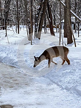 Beautiful whitetail deer during Wisconsin winter