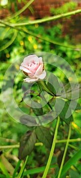 A Beautiful whitish pink Rose