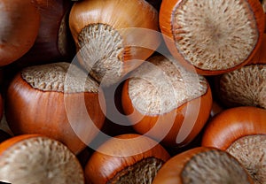 Beautiful whole hazelnut close-up. nut background