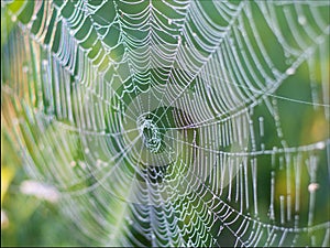 Beautiful wicker web, spider wove a large web of spiderwebs for insect fishing, background