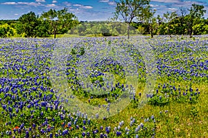 A Beautiful Wide Angle View of a Texas Field Blanketed with the Famous Texas Bluebonnets. photo