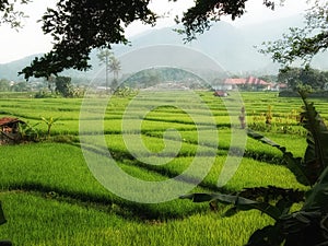 beautiful, wide expanse of green rice fields surrounded by mountains and very cool air in West Java, Indonesia