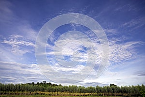 Beautiful wide sky and white clouds with green trees