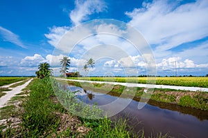 beautiful wide view green paddy field in the morning