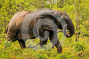 Beautiful Wild African Elephants in the Mole National Park, the largest wildlife refuge in Ghana