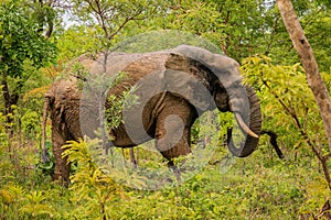 Beautiful Wild African Elephants in the Mole National Park, the largest wildlife refuge in Ghana