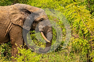 Beautiful Wild African Elephants in the Mole National Park, the largest wildlife refuge in Ghana