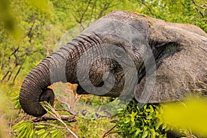 Beautiful Wild African Elephants in the Mole National Park, the largest wildlife refuge in Ghana