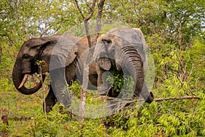 Beautiful Wild African Elephants in the Mole National Park, the largest wildlife refuge in Ghana
