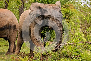 Beautiful Wild African Elephants in the Mole National Park, the largest wildlife refuge in Ghana